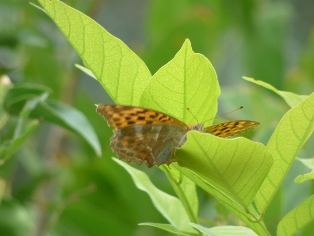 Argynnis paphia femmina? S